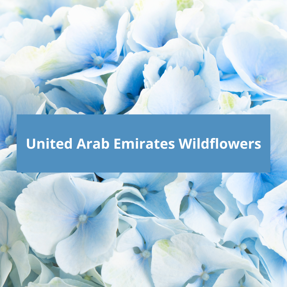 United-Arab-Emirates-Wildflowers