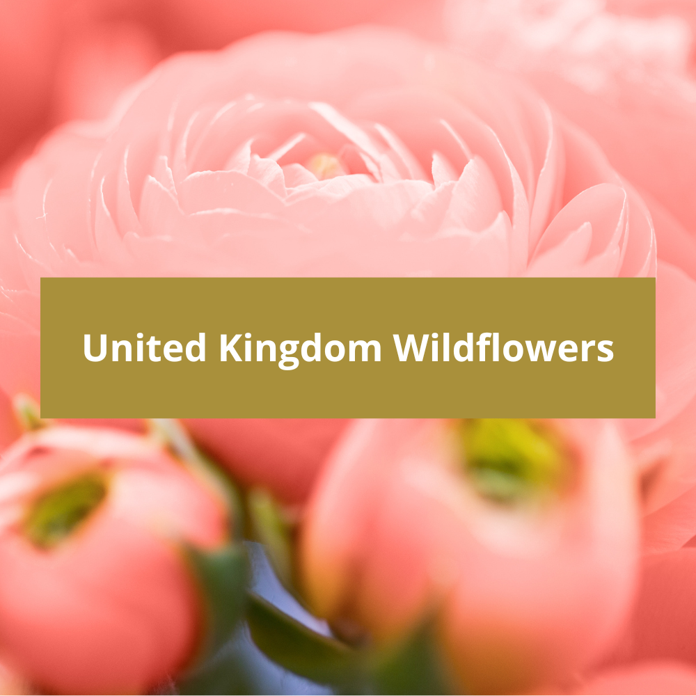 United-Kingdom-Wildflowers