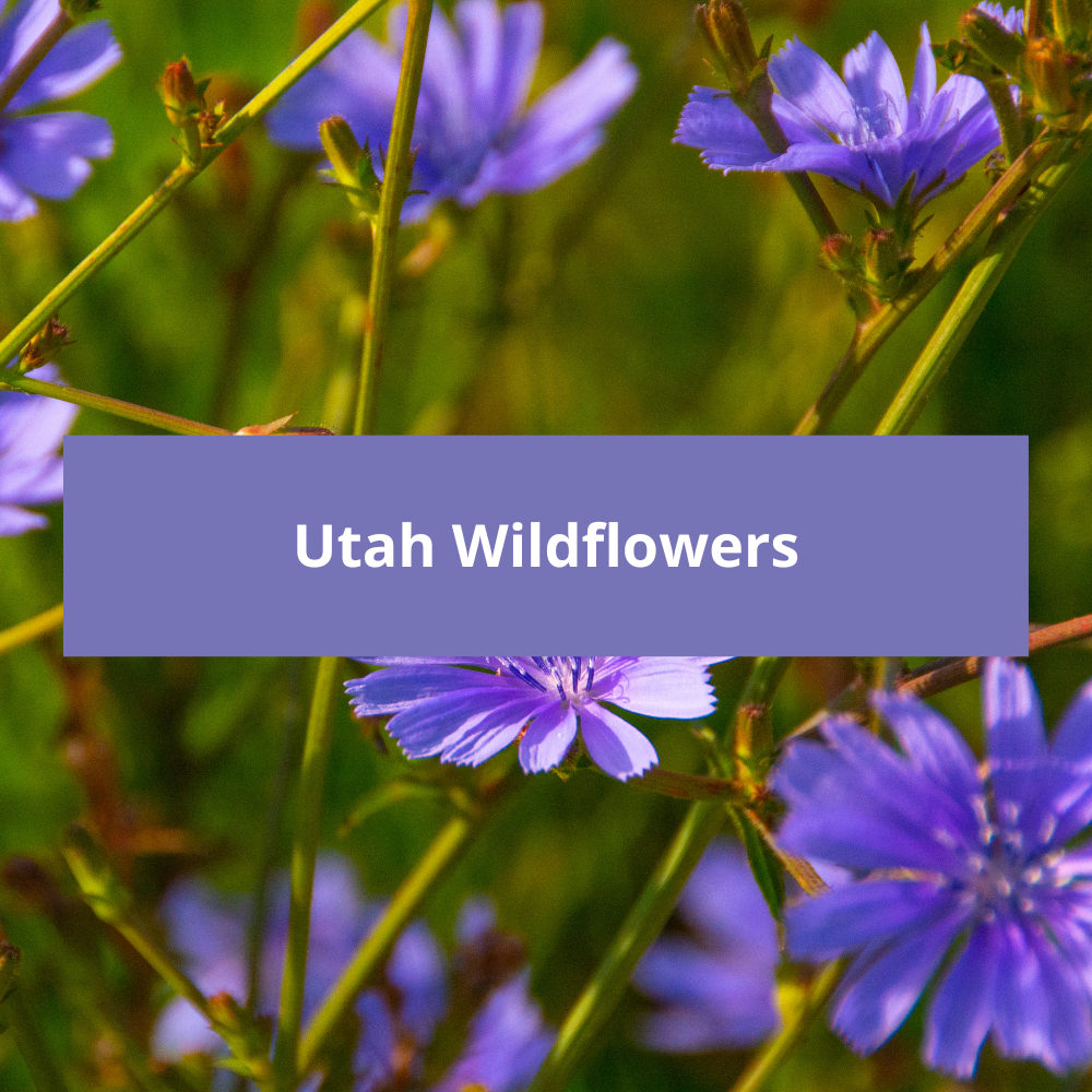 Utah-Wildflowers