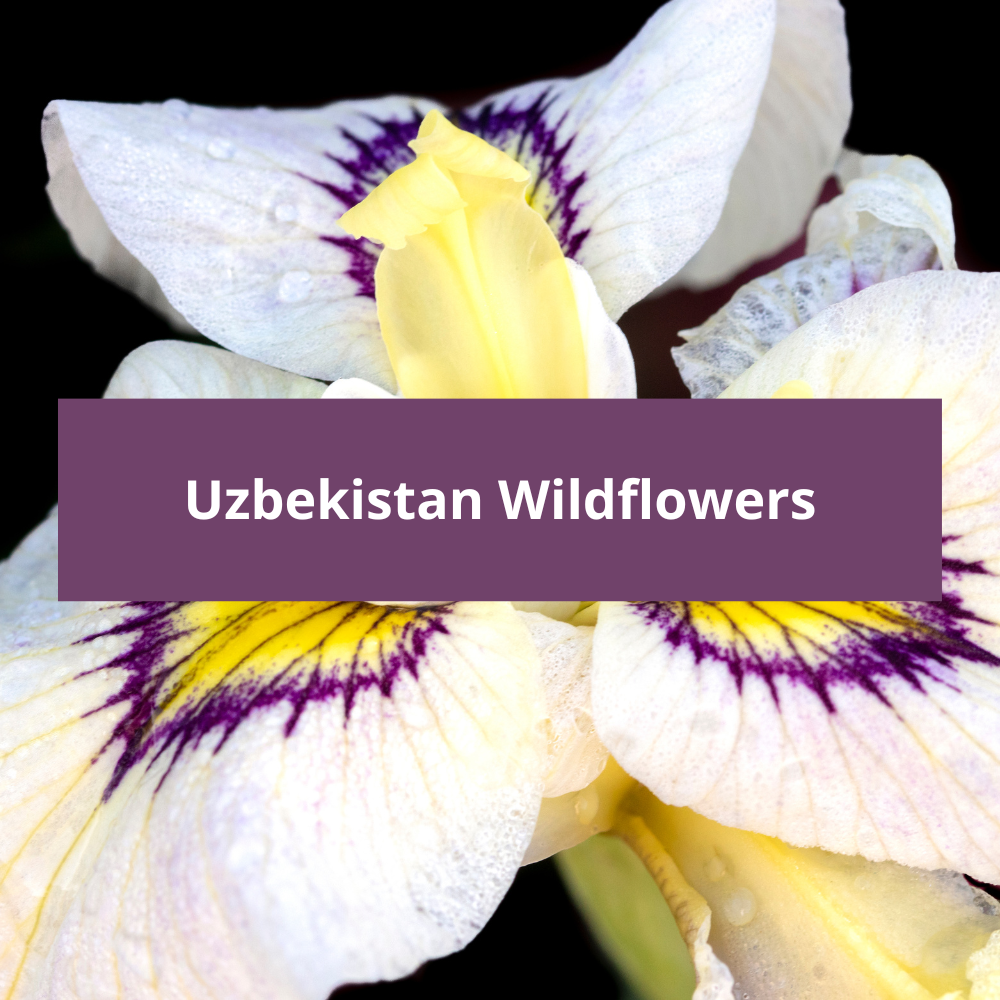 Uzbekistan-Wildflowers