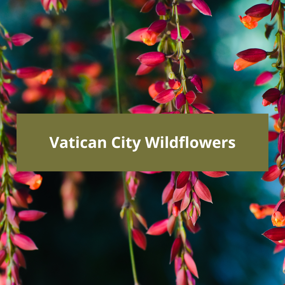Vatican-City-Wildflowers