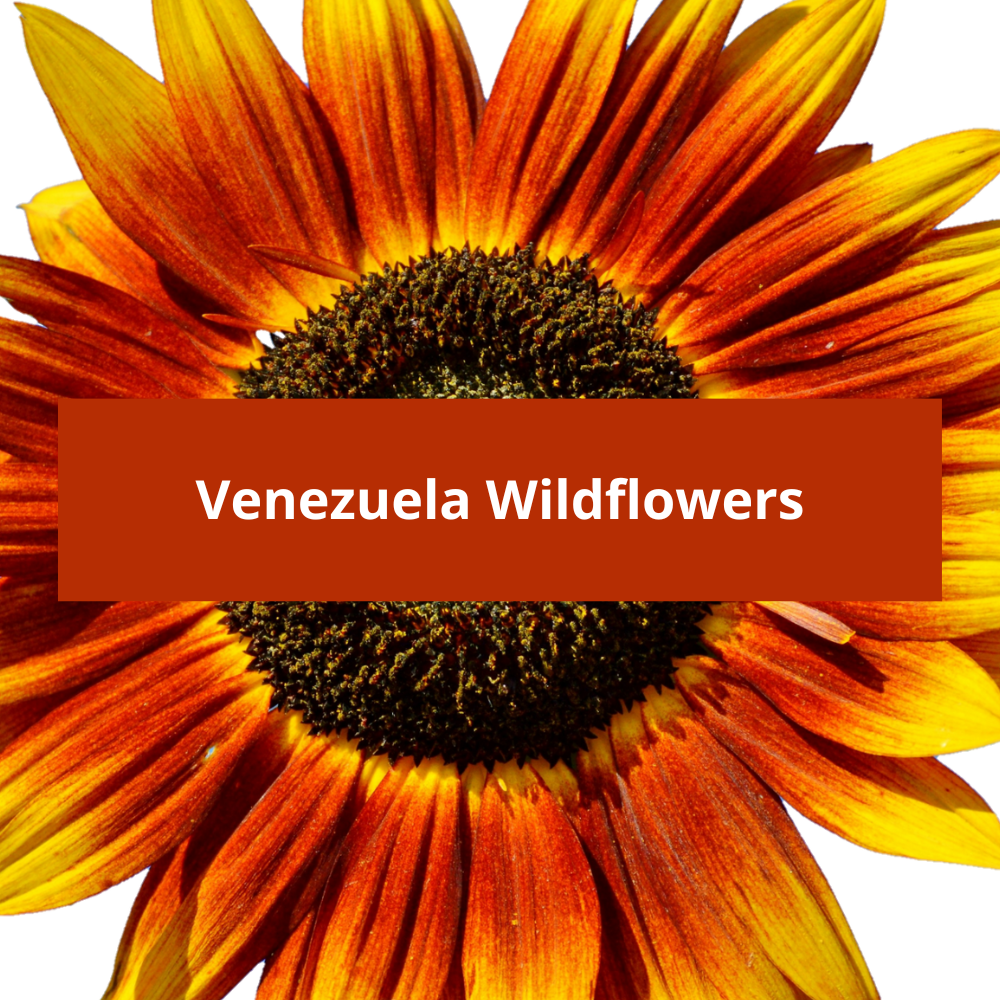 Venezuela-Wildflowers