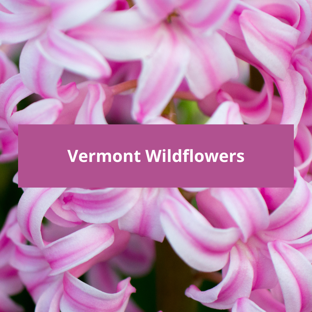 Vermont-Wildflowers