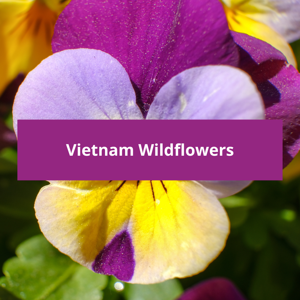 Vietnam-Wildflowers
