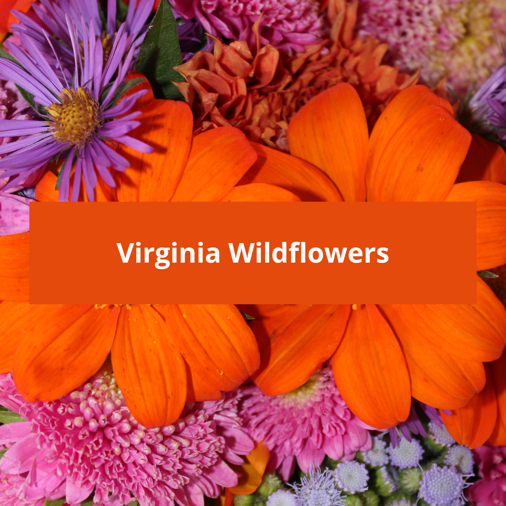 Virginia-Wildflowers