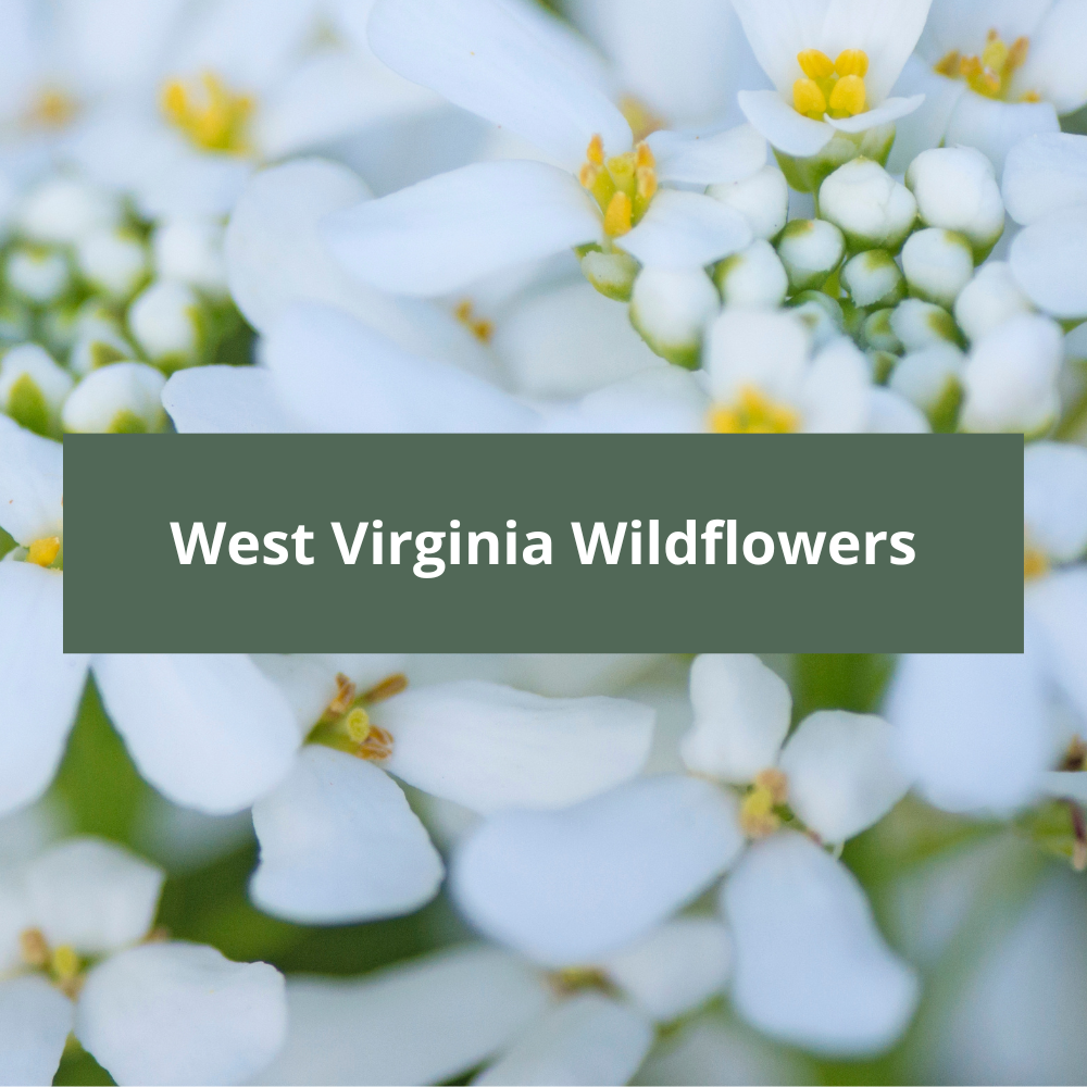 West-Virginia-Wildflowers