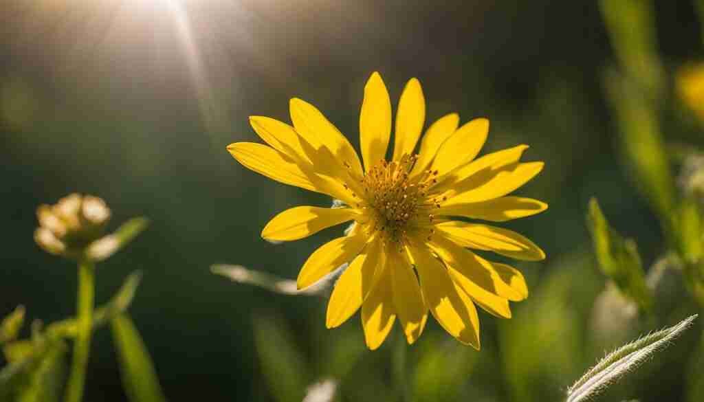 Wildflower Photography Tips