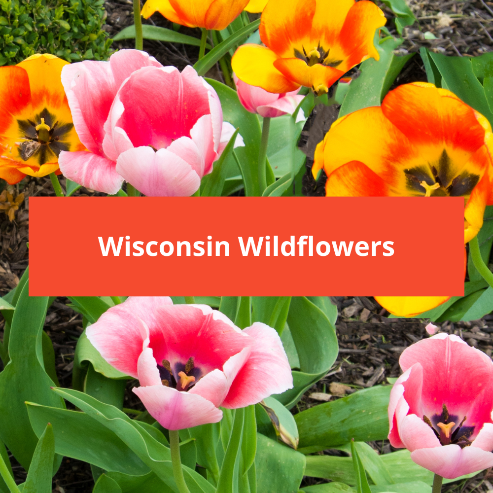 Wisconsin-Wildflowers