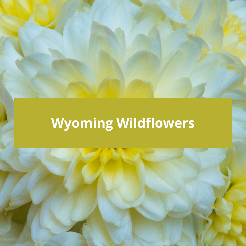 Wyoming-Wildflowers
