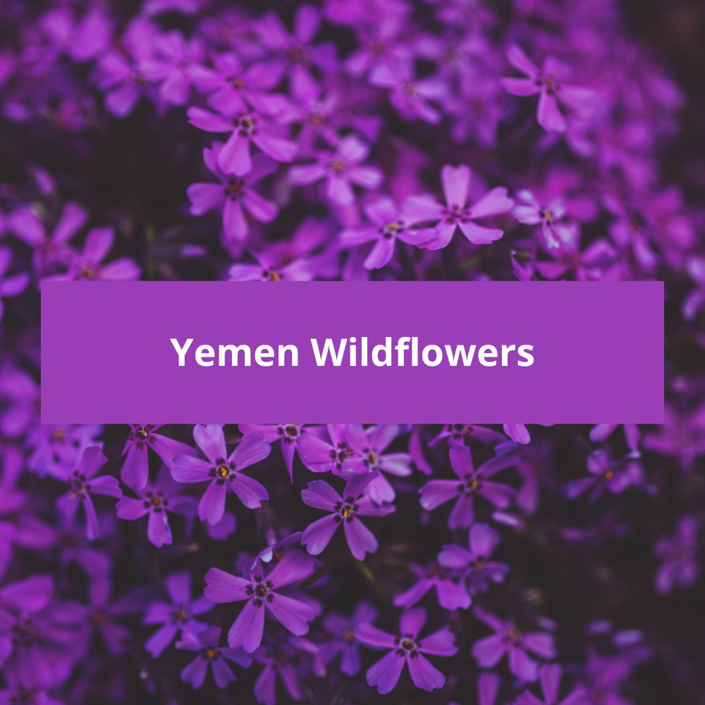 Yemen-Wildflowers