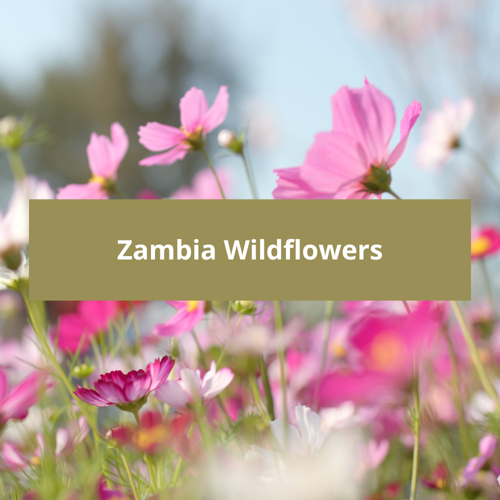 Zambia-Wildflowers