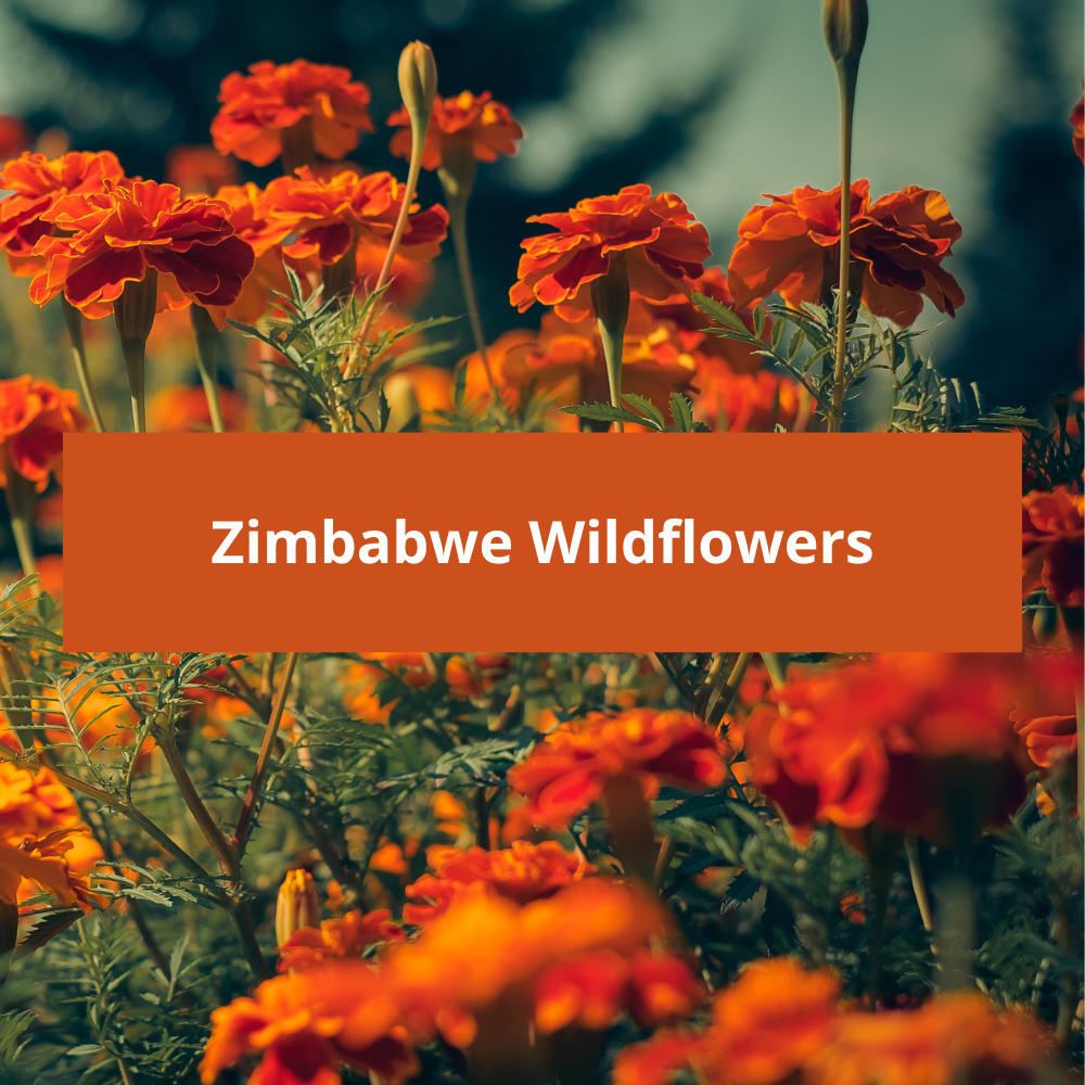 Zimbabwe-Wildflowers