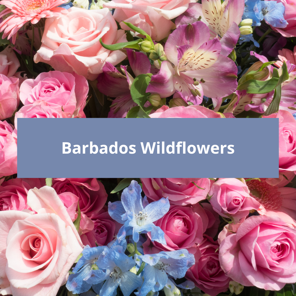 barbados-wildflower