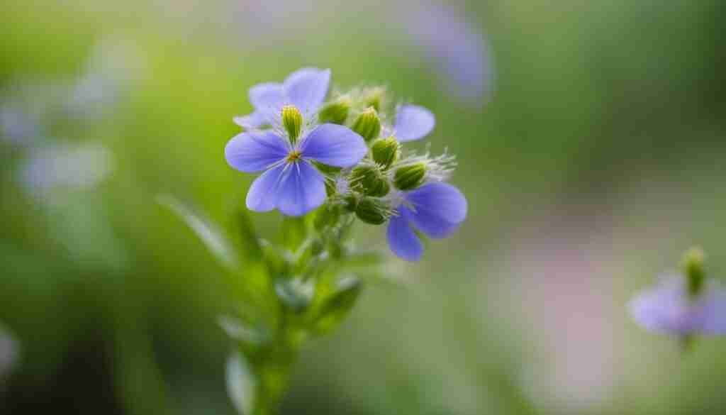 photography tips for wildflowers photography tips for wildflowers