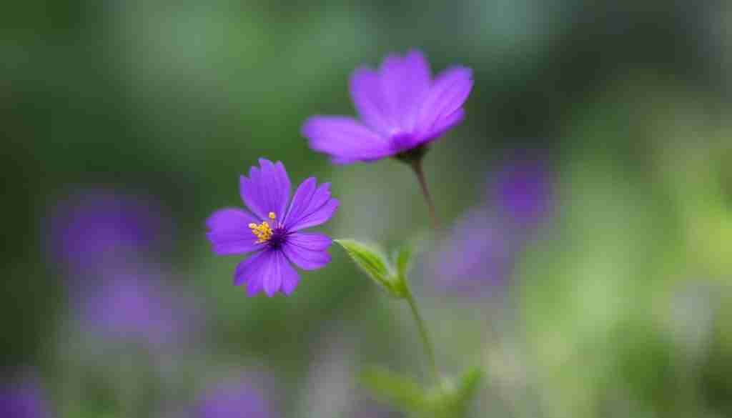 wildflower photography in Kerala