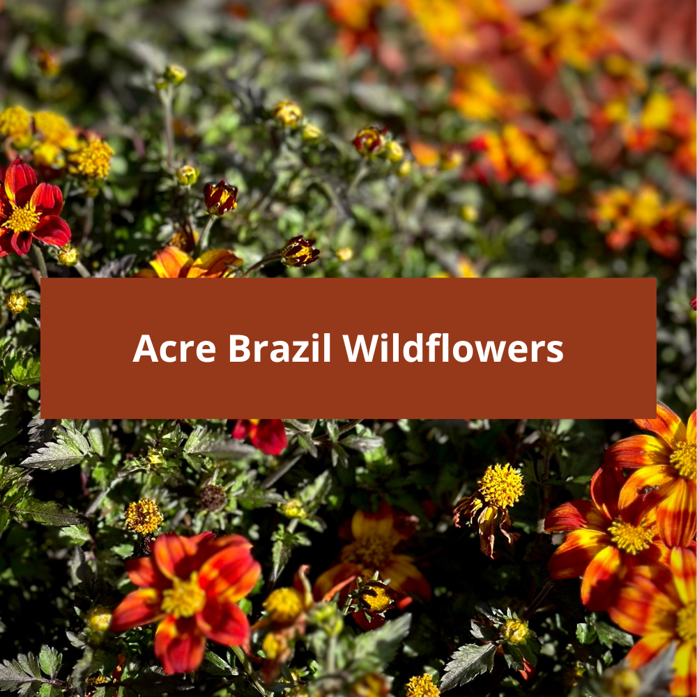 Acre-Brazil-Wildflowers