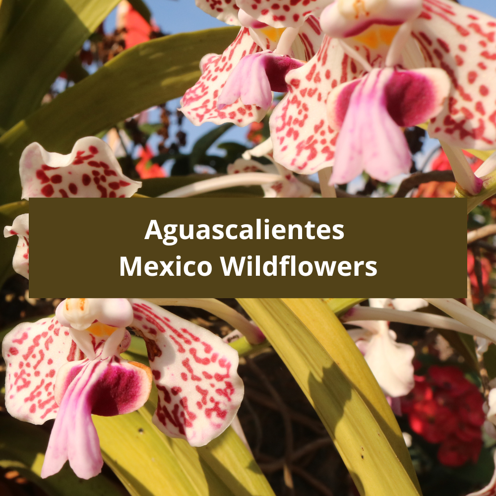 Aguascalientes-Mexico-Wildflowers