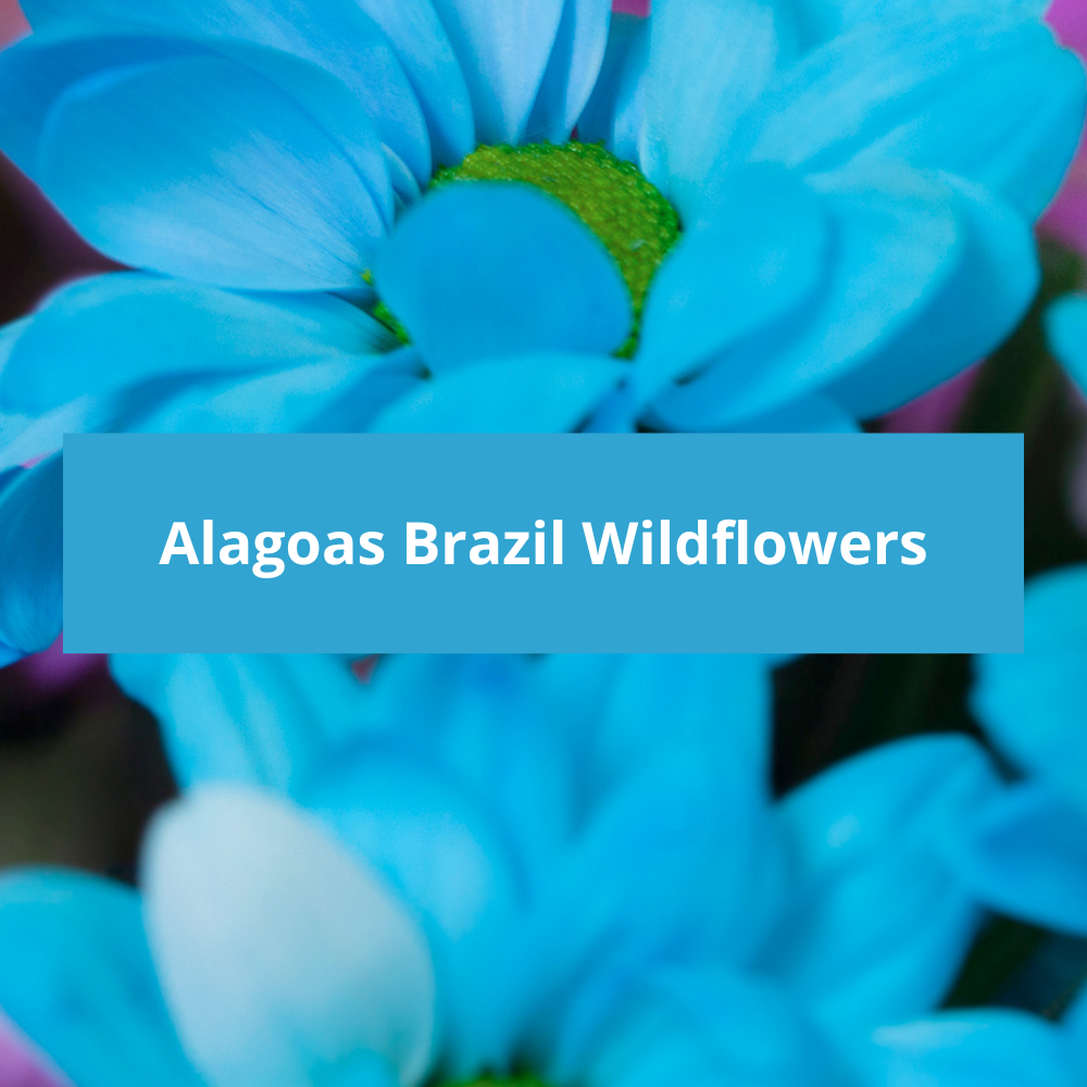 Alagoas-Brazil-Wildflowers
