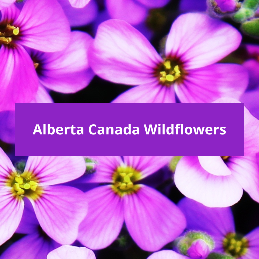 Alberta-Canada-Wildflowers