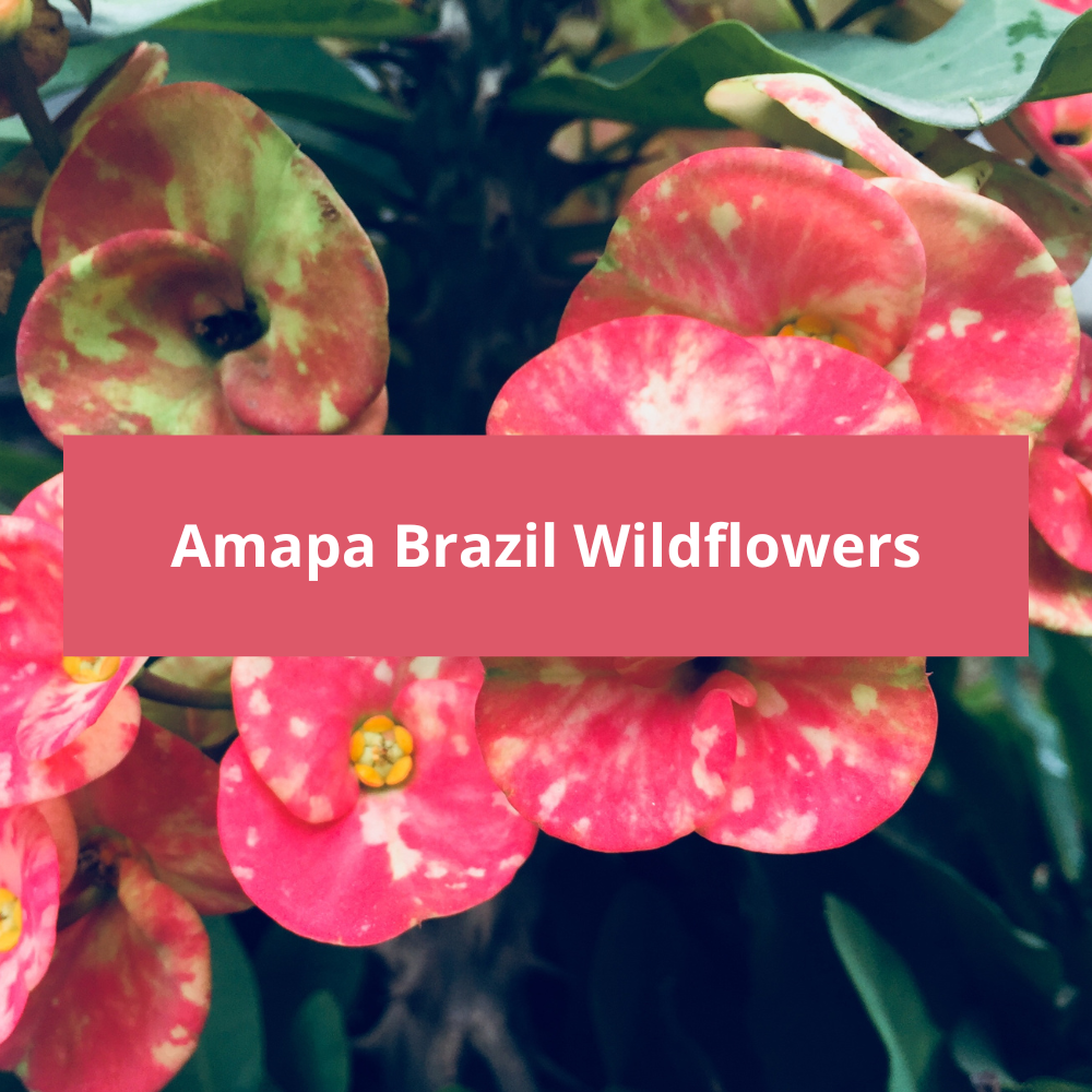 Amapa-Brazil-Wildflowers