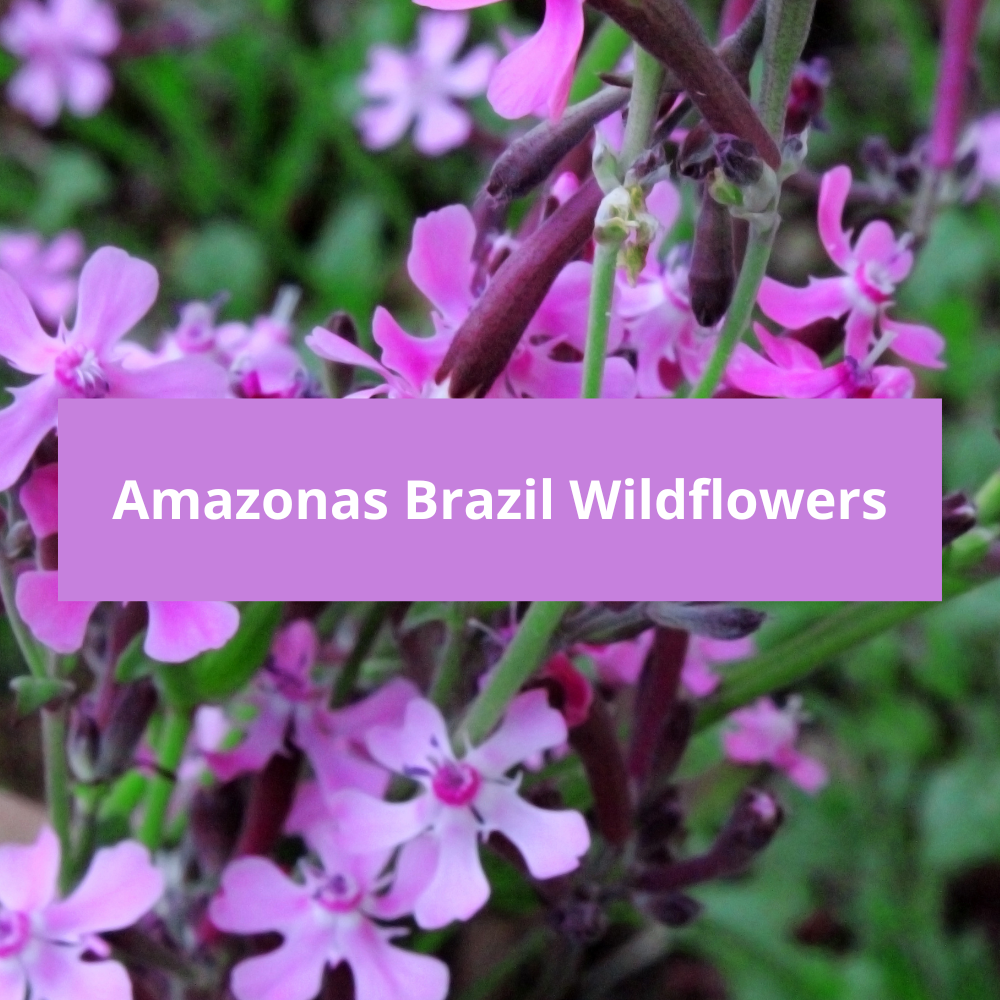 Amazonas-Brazil-Wildflowers