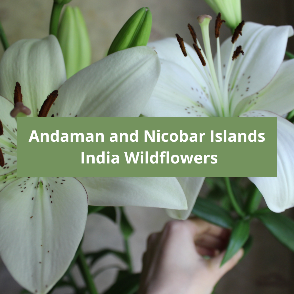 Andaman-and-Nicobar-Islands-India-Wildflowers