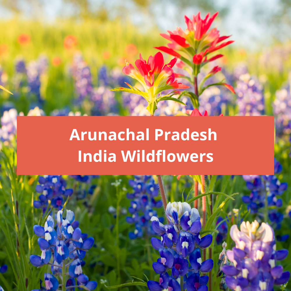Arunachal-Pradesh-India-Wildflowers