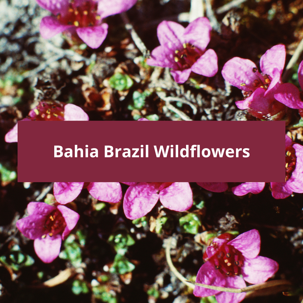Bahia-Brazil-Wildflowers