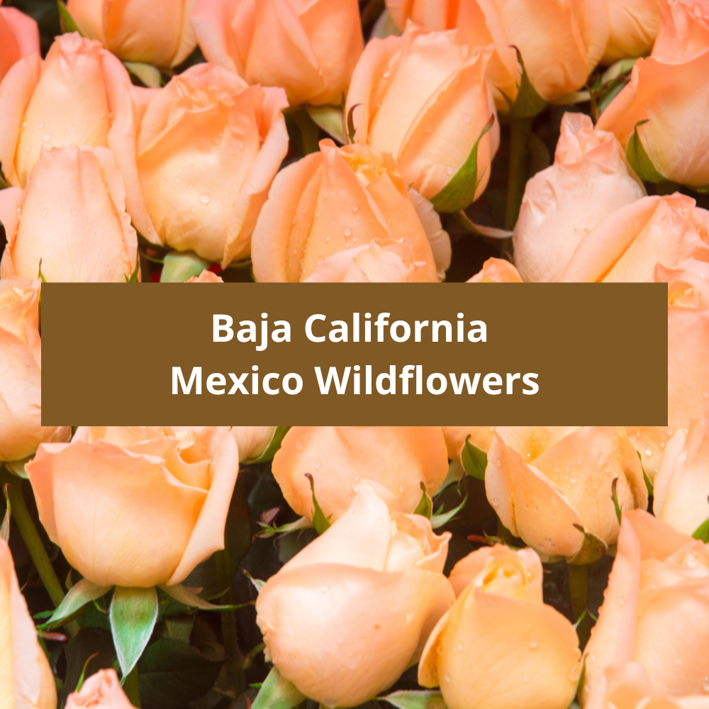 Baja-California-Mexico-Wildflowers