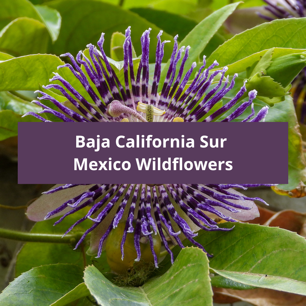 Baja-California-Sur-Mexico-Wildflowers
