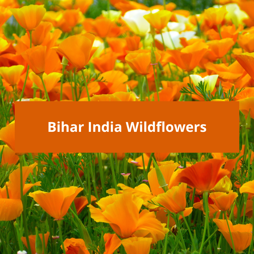 Bihar-India-Wildflowers