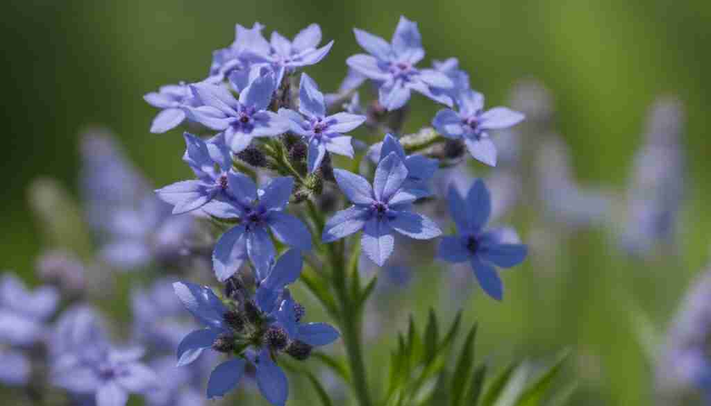 Blue Vervain