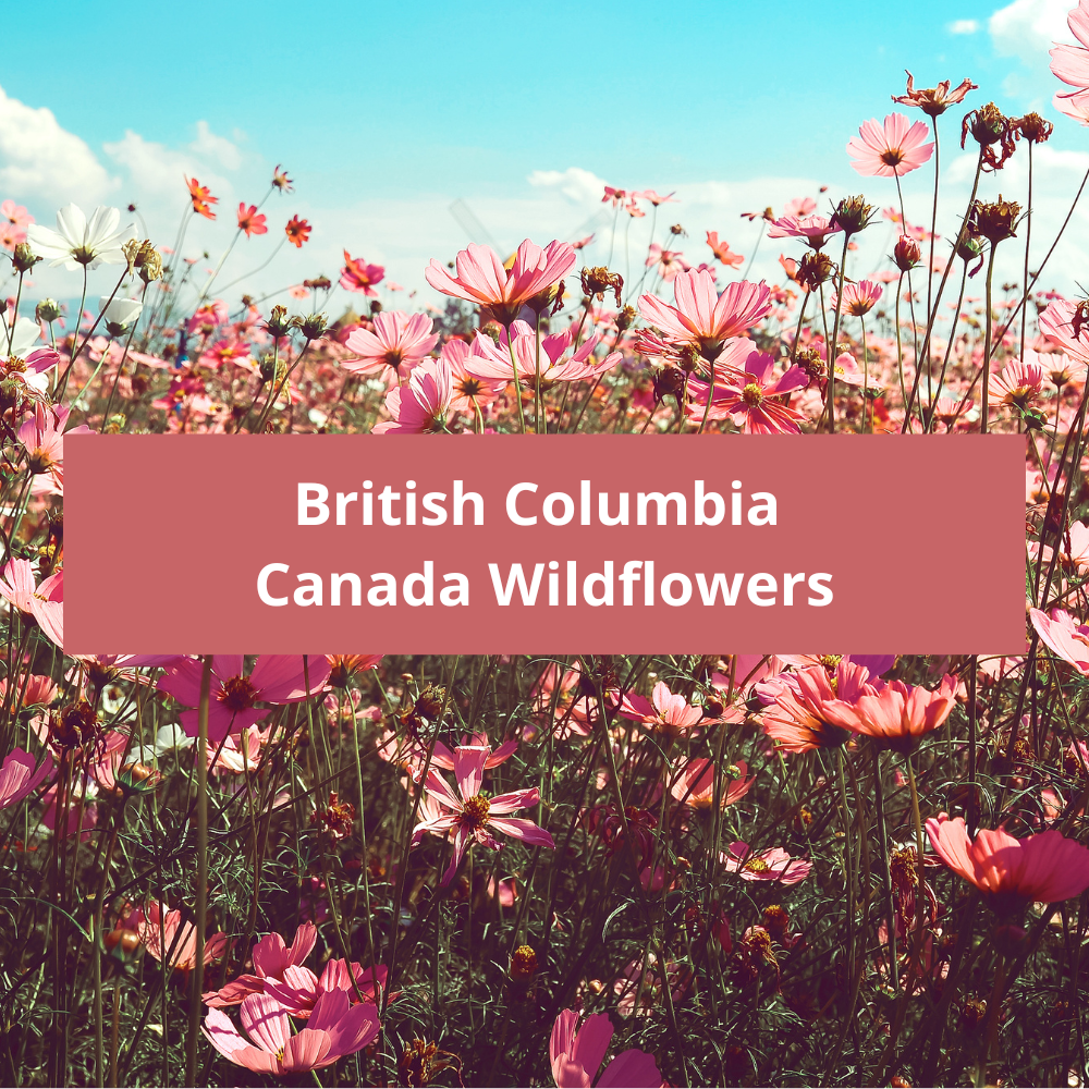 British-Columbia-Canada-Wildflowers