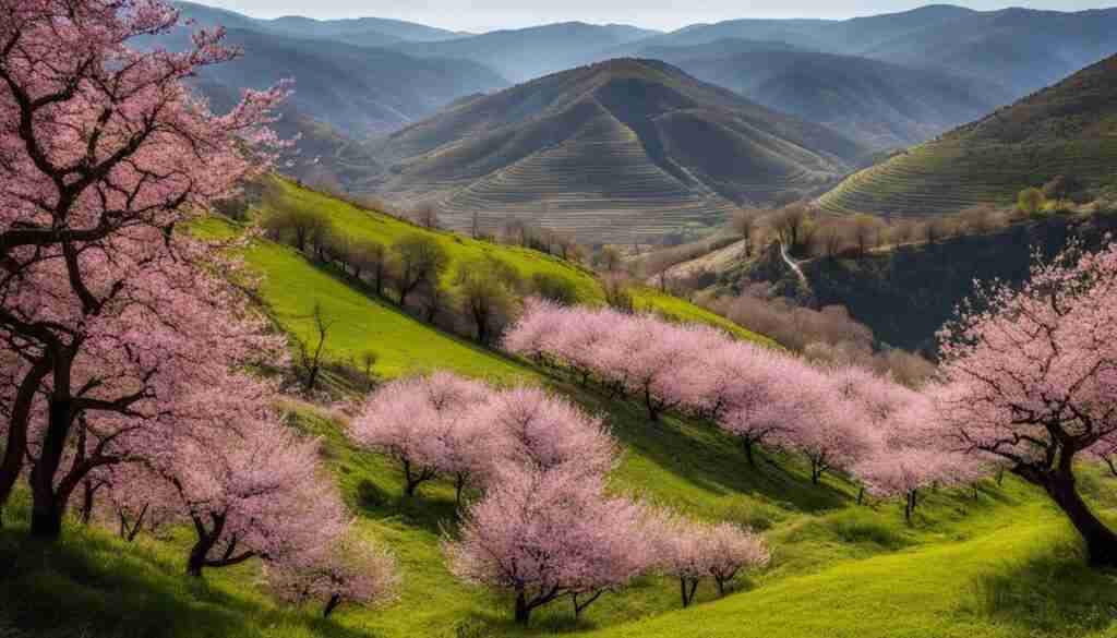 Cherry Blossoms in Valle del Jerte