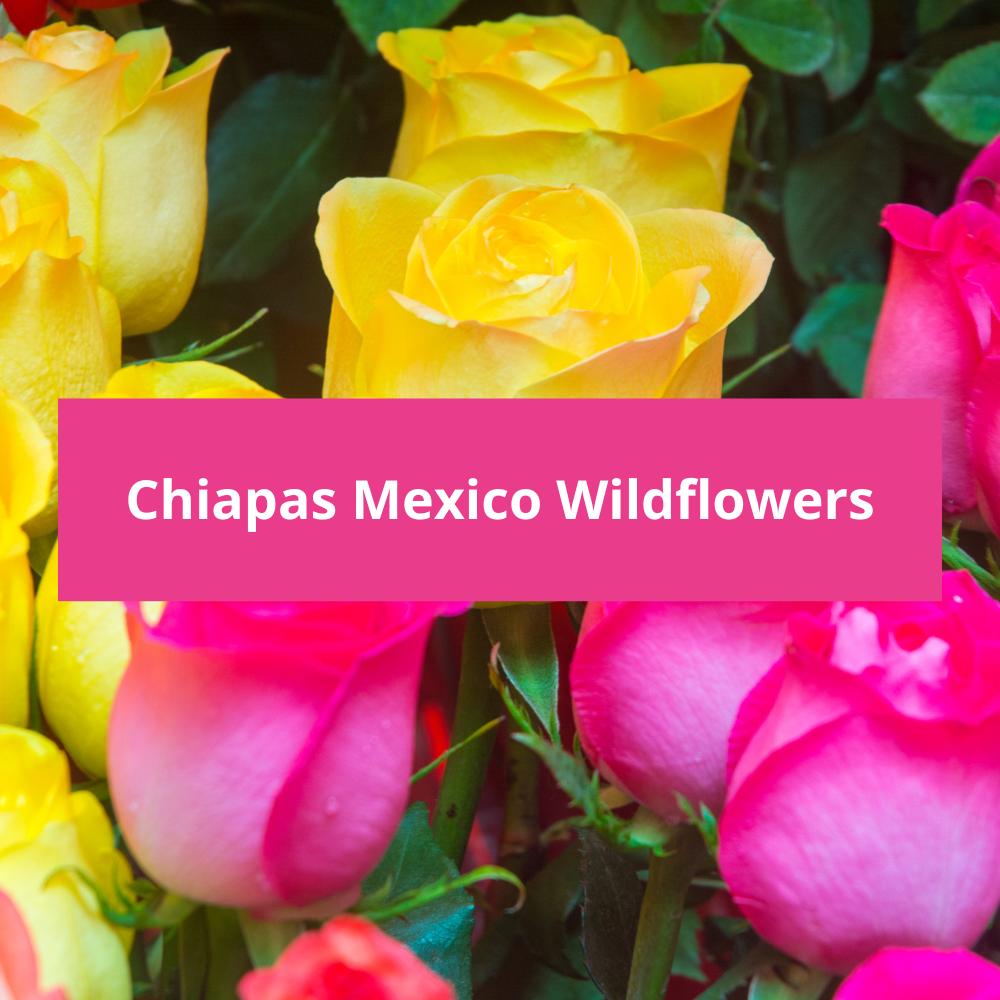 Chiapas-Mexico-Wildflowers