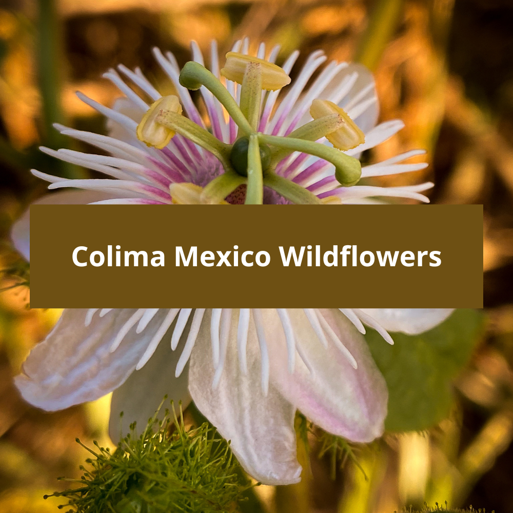 Colima-Mexico-Wildflowers