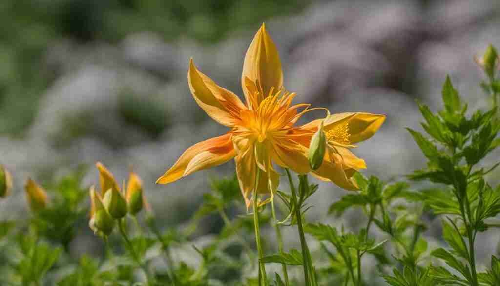 Columbine