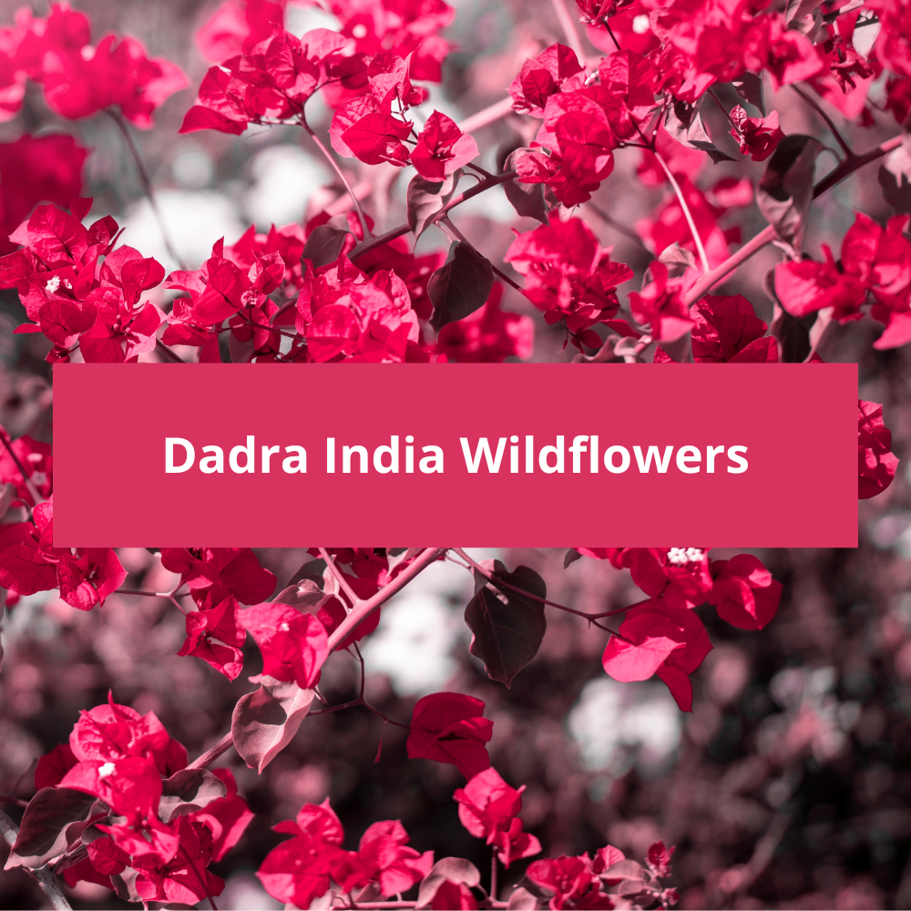 Dadra-India-Wildflowers