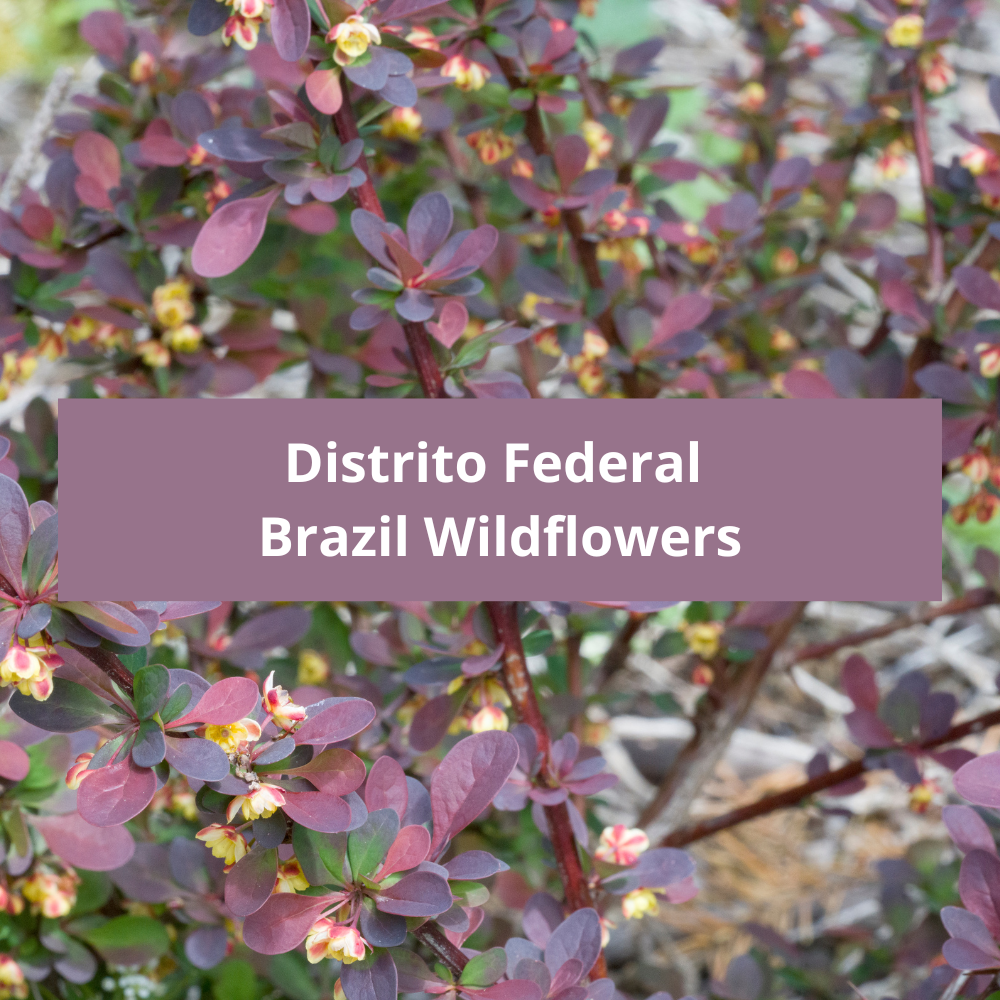 Distrito-Federal-Brazil-Wildflowers