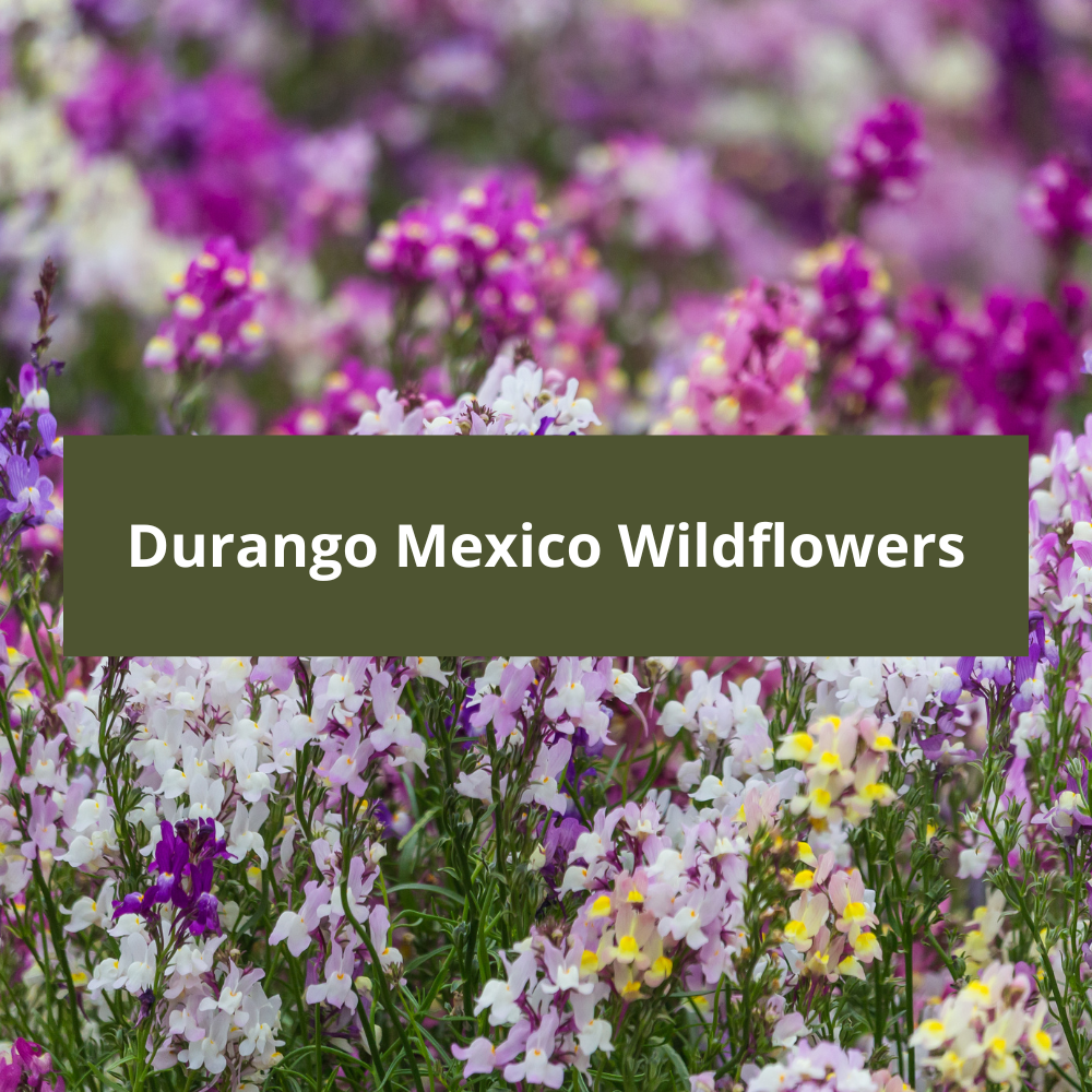 Durango-Mexico-Wildflowers