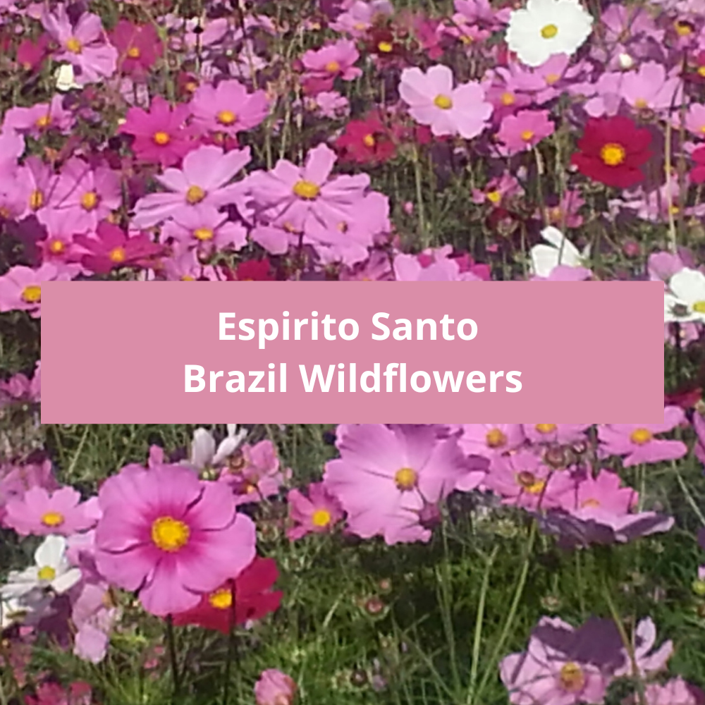 Espirito-Santo-Brazil-Wildflowers