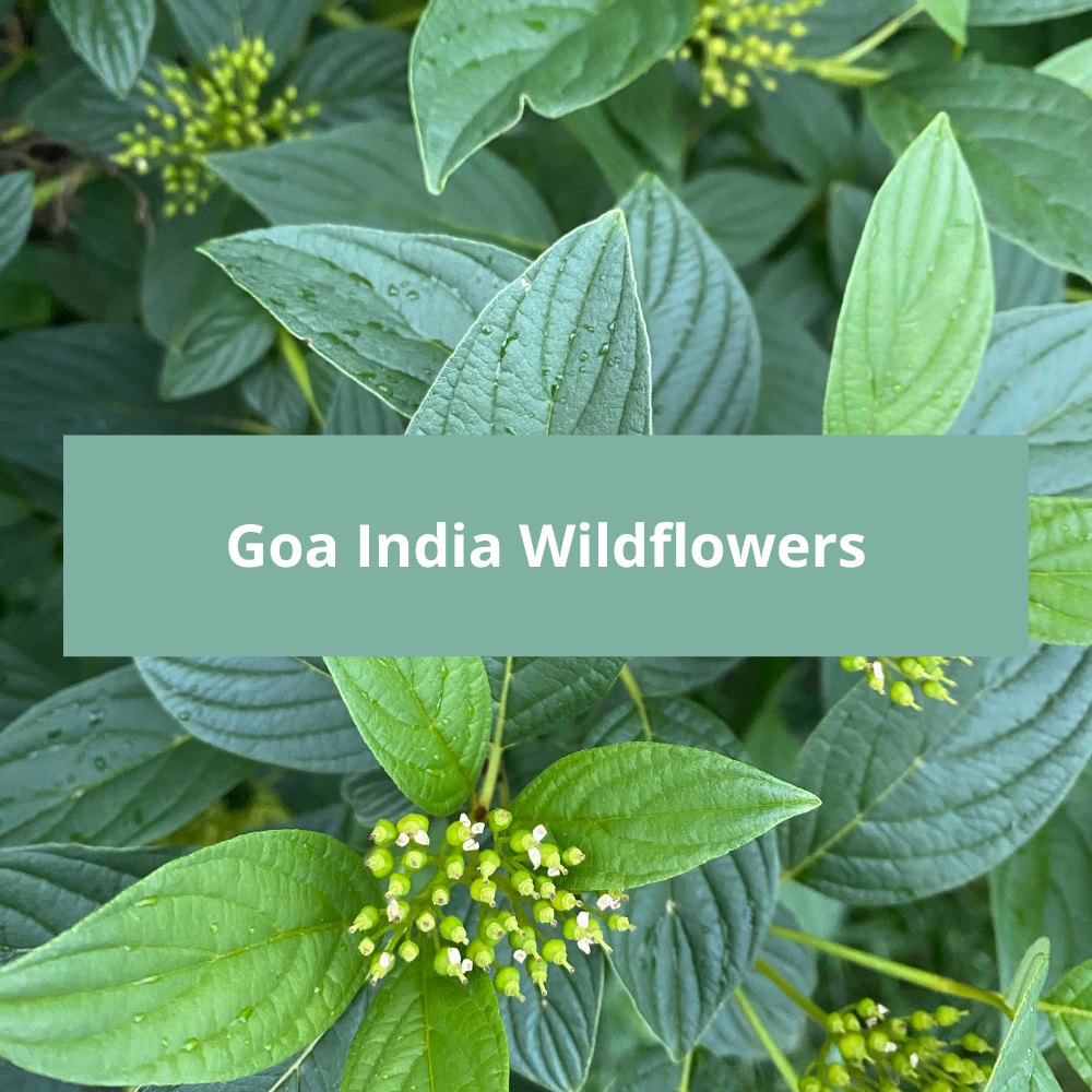 Goa-India-Wildflowers