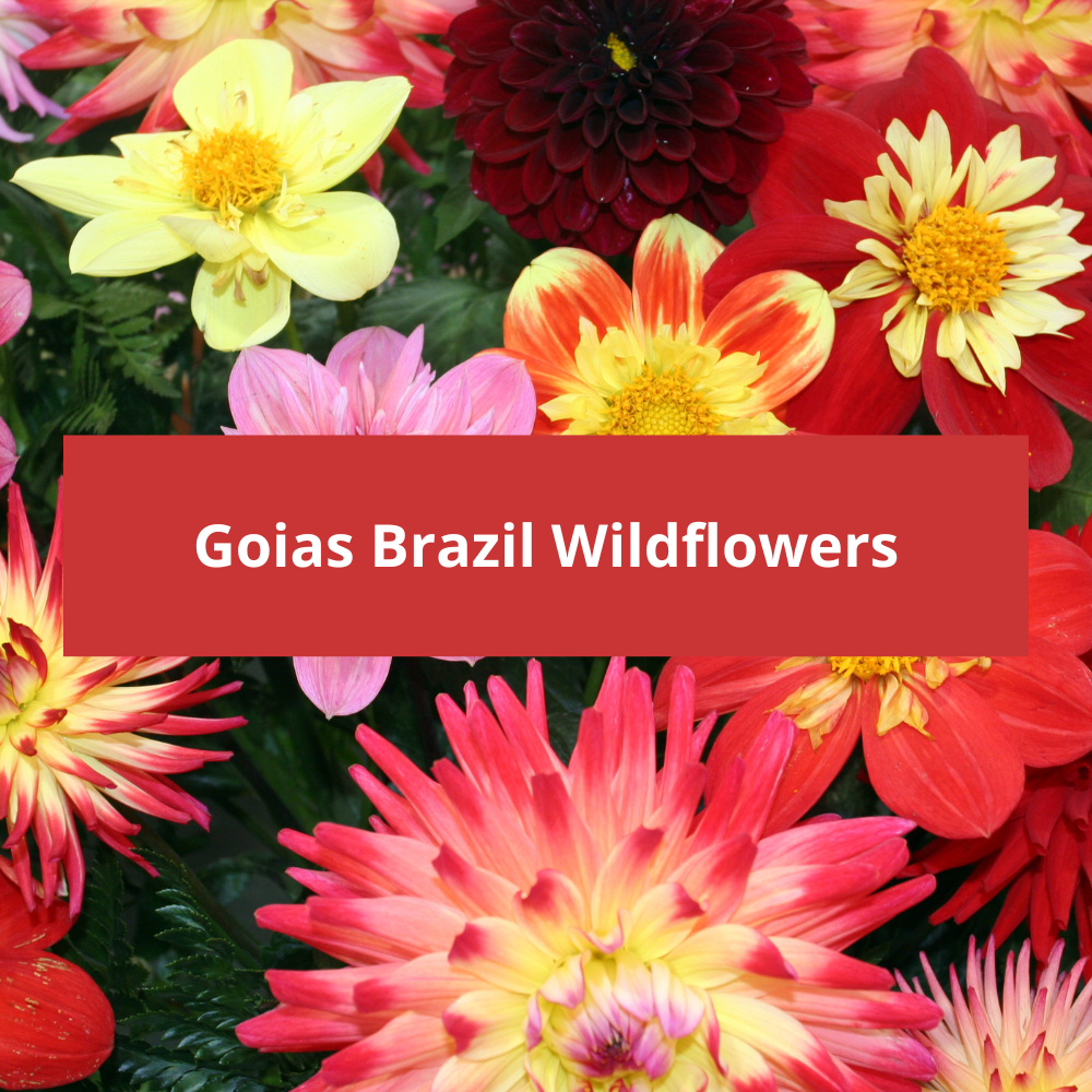 Goias-Brazil-Wildflowers