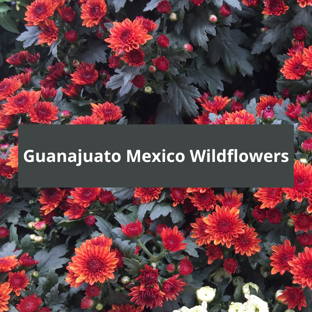 Guanajuato-Mexico-Wildflowers