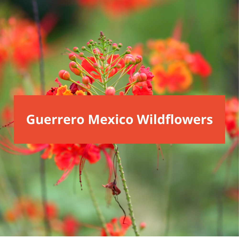 Guerrero-Mexico-Wildflowers