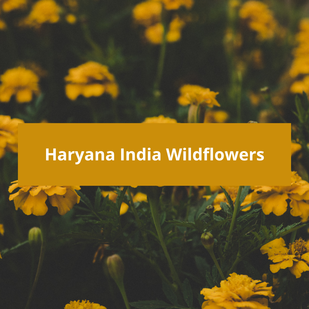 Haryana-India-Wildflowers