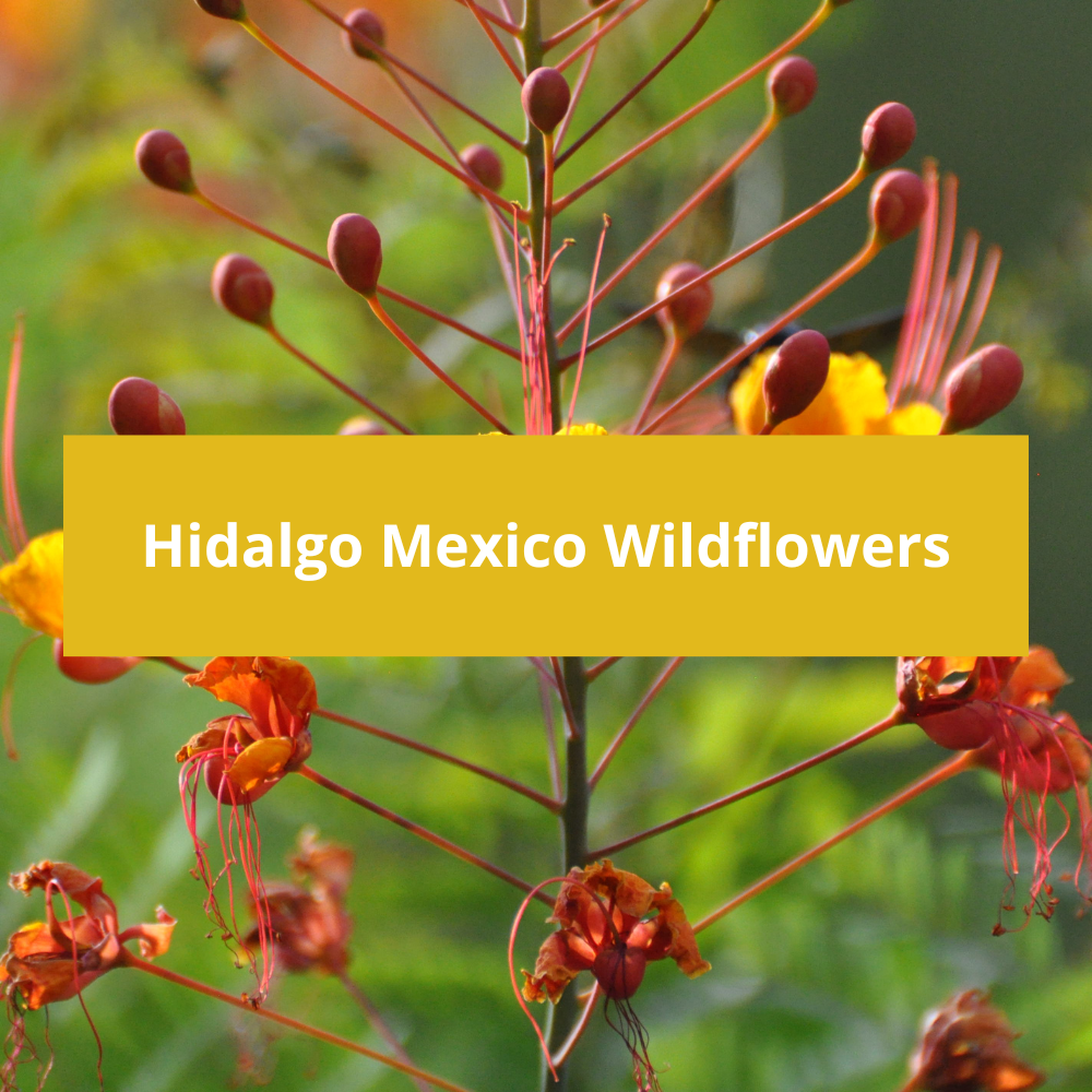 Hidalgo-Mexico-Wildflowers