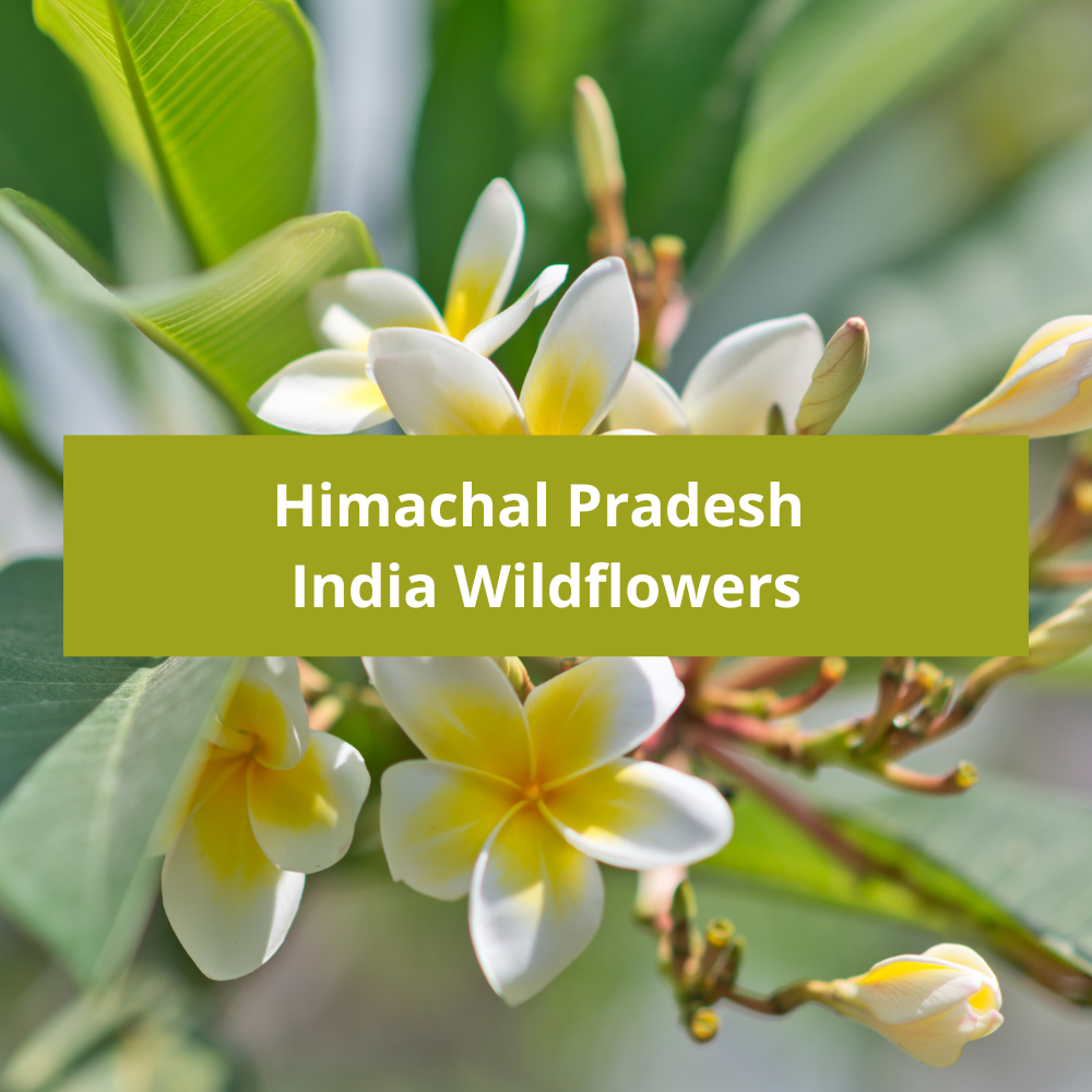 Himachal-Pradesh-India-Wildflowers