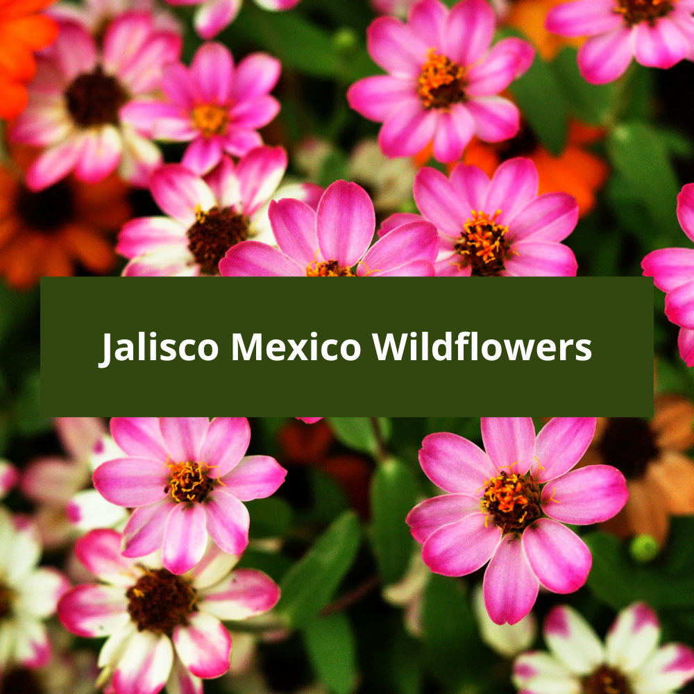 Jalisco-Mexico-Wildflowers