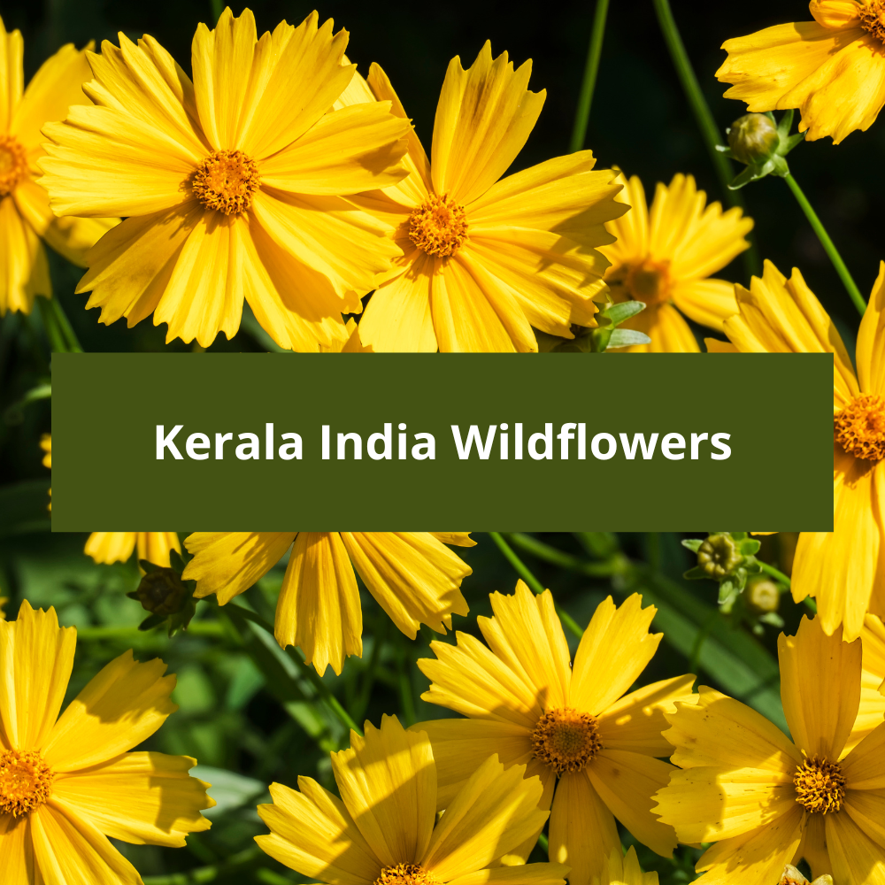 Kerala-India-Wildflowers